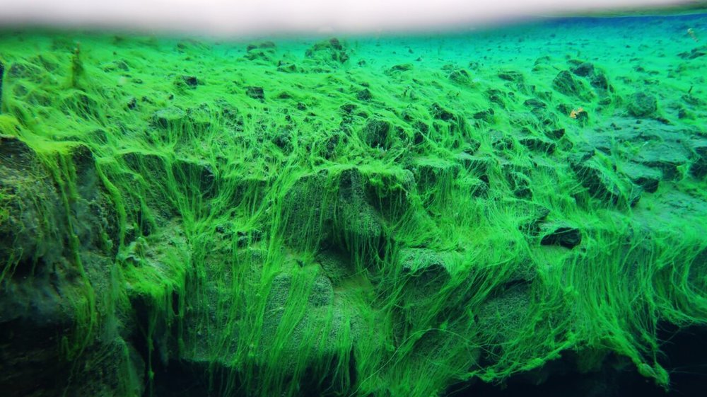  Neon “Troll Hair” algae in the Silfra Fissure , Iceland 